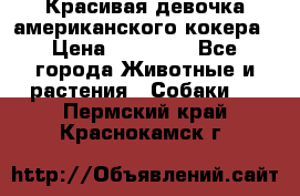 Красивая девочка американского кокера › Цена ­ 35 000 - Все города Животные и растения » Собаки   . Пермский край,Краснокамск г.